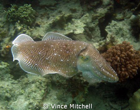 Taken while diving Mabul Borneo.  Canon A640, Canon Housi... by Vince Mitchell 