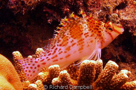 my crowns of color....sealife dc1000.. by Richard Campbell 