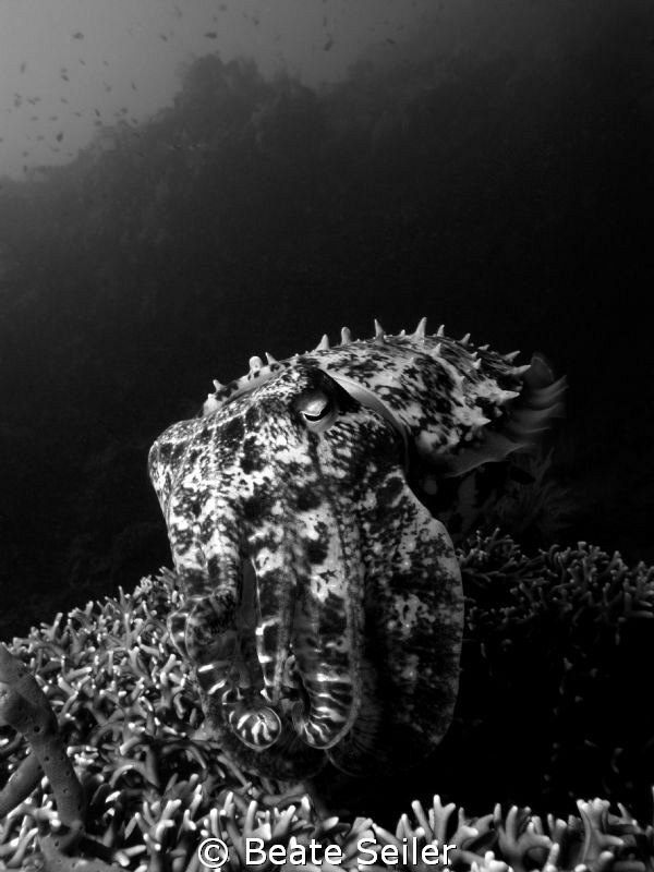 Cuttle fish, taken with Canon G10 by Beate Seiler 