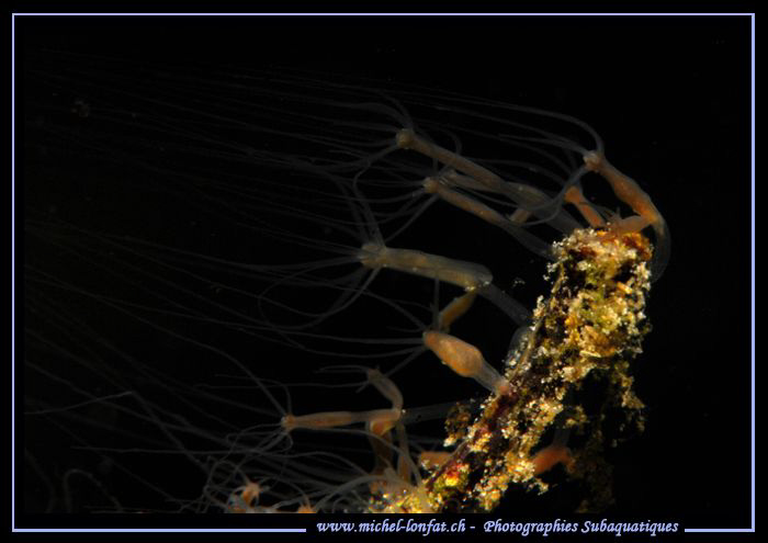 A colony of hydra on a branch... :O)... by Michel Lonfat 