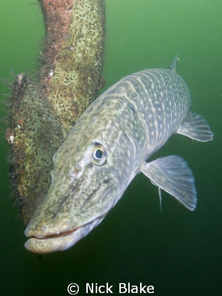 Pike photographed at Wraysbury Lake, Middlesex.
Nikon D3... by Nick Blake 