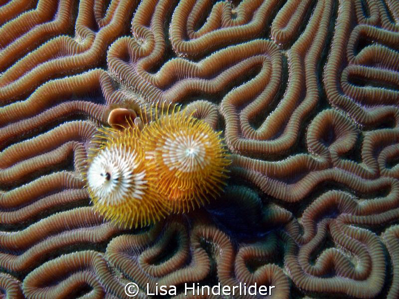 Christmas tree worm in twisty pattern of brain coral that... by Lisa Hinderlider 