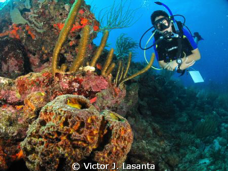 Convoluted Barrel Sponge at Andrea Dive site in Guanica P... by Victor J. Lasanta 
