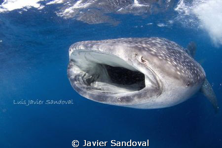 a feeding whale shark north of isla mujeres Mex by Javier Sandoval 