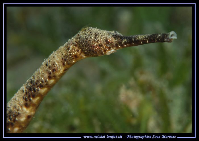 Great(er) pipefish, common pipefish... :O)... by Michel Lonfat 