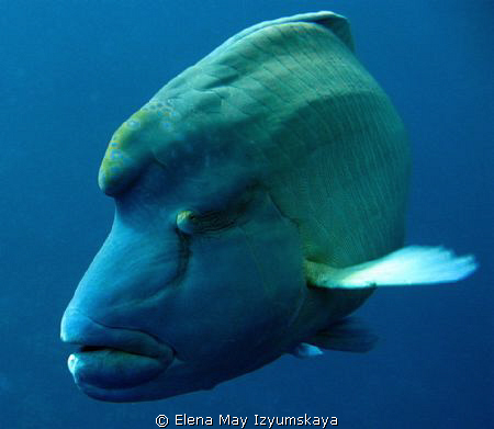 Napoleon wrasse - one of the best fish in the Red Sea! 
 by Elena May Izyumskaya 