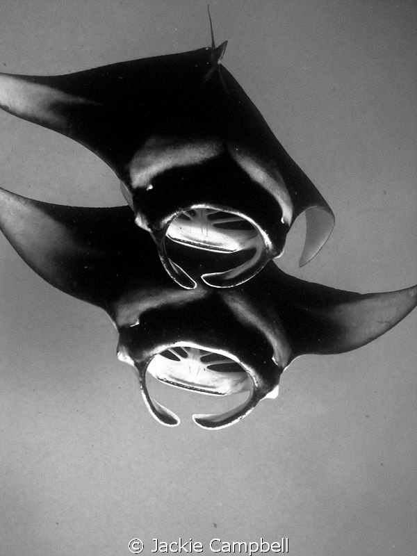 Mantas of Hanifaru.
Converted to B&W as the water colour... by Jackie Campbell 
