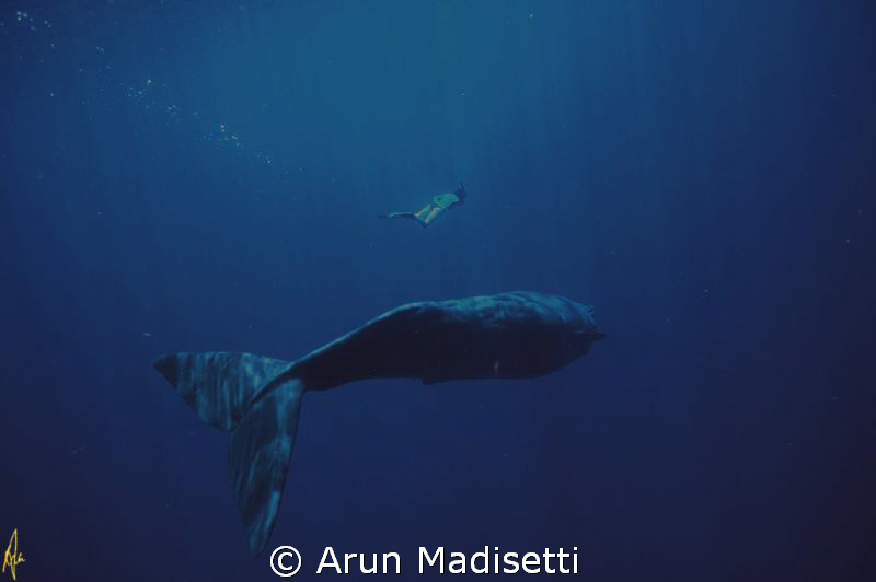 deep blue.
The artist Melissa Cole goes deep to watch a ... by Arun Madisetti 