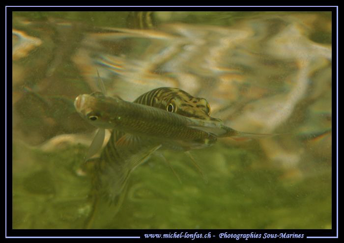 Hungry Pike Fish... :O)... by Michel Lonfat 