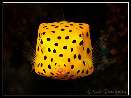 Yellow Boxfish... Similan Island Dive Site by Ken Thongpila 