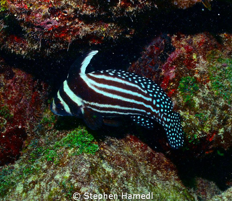 Spotted drumfish by Stephen Hamedl 