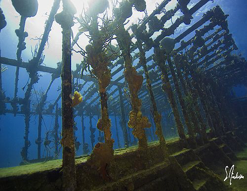 My favorite wreck off Nassau. The wreck is home to a lot ... by Steven Anderson 