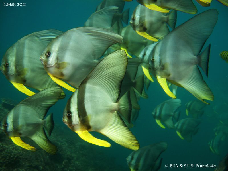 Batfish (Platax teira) in Oman's greeen water. by Bea & Stef Primatesta 