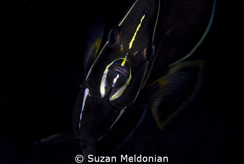 Angel Fish ...D-lish! by Suzan Meldonian 