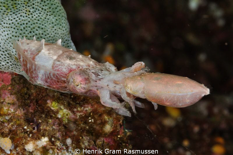 Mating Cuttlefish by Henrik Gram Rasmussen 