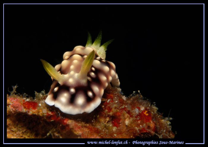 Face to face with this beautiful Nudibranch.... in the wa... by Michel Lonfat 