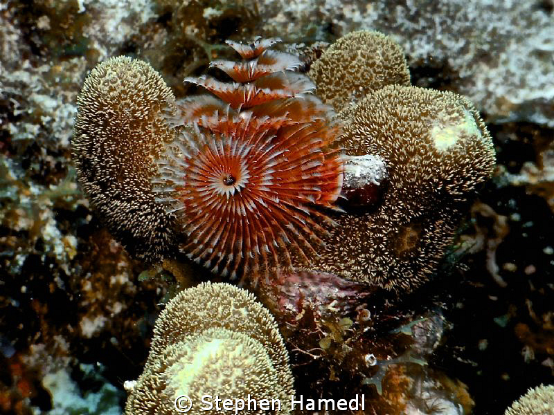 Christmas Tree worm by Stephen Hamedl 