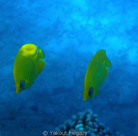 Masked butterflyfish


















... by Yakout Hegazy 