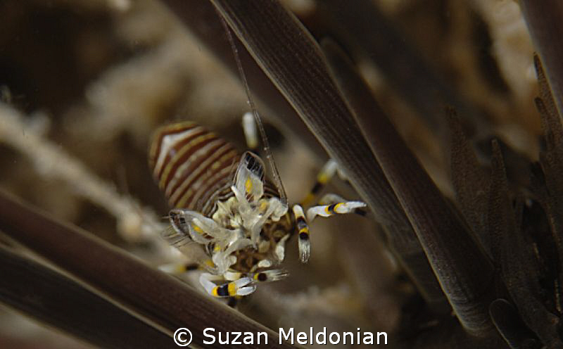Bumblebee Shrimp in an Urchin by Suzan Meldonian 