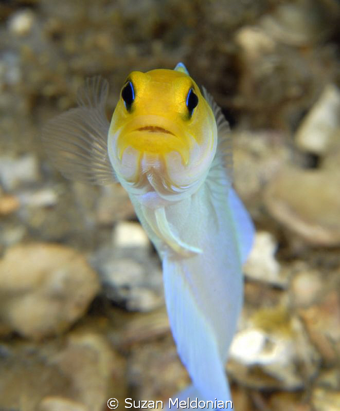 Yellowheaded Jawfish by Suzan Meldonian 