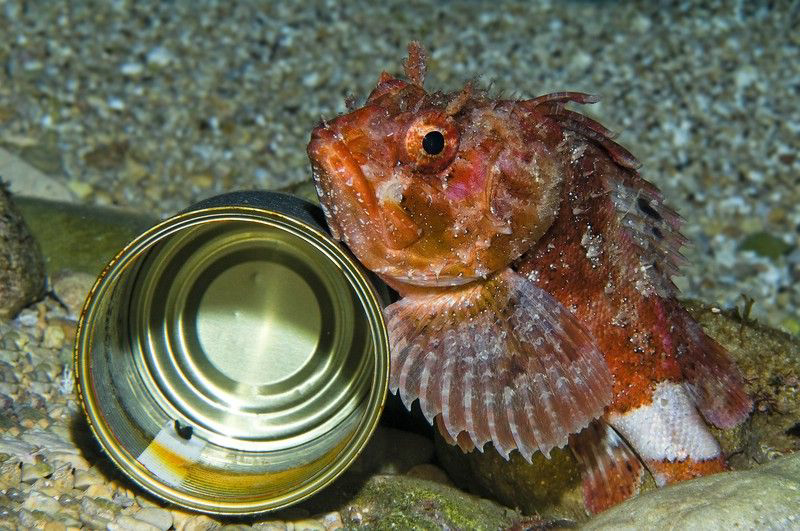 " FISH AT WORK "
Maybe  this Scorpionfish wanted to bull... by Roland Bach 