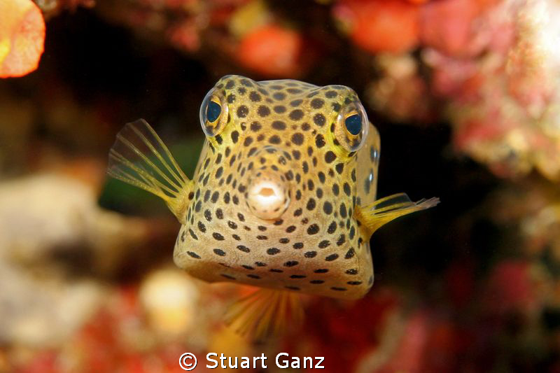 Yellow box fish by Stuart Ganz 