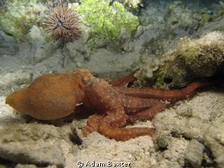 octopus on a night dive by Adam Baxter 