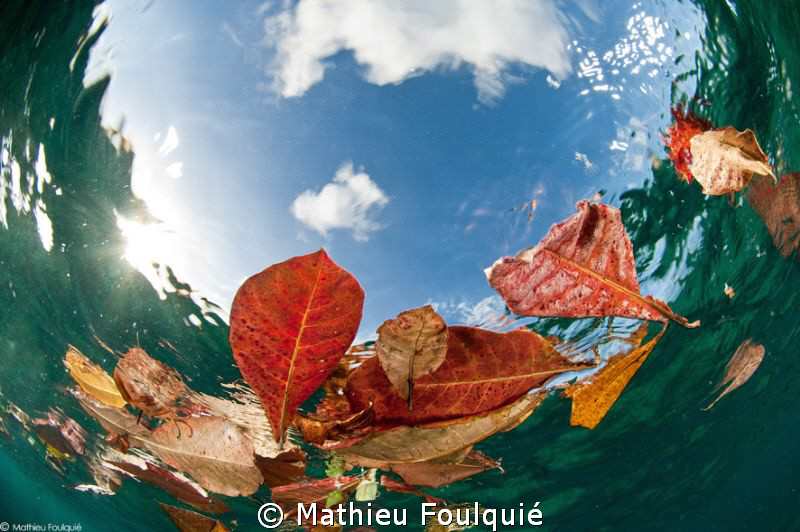 leaves by Mathieu Foulquié 