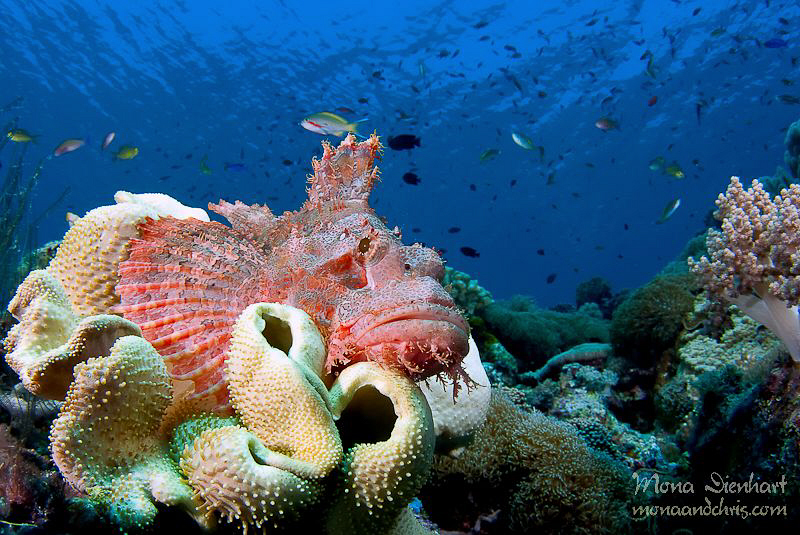 resting scorpionfish by Mona Dienhart 