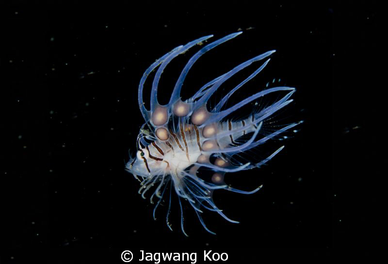 lionfish(juvenile ) by Jagwang Koo 