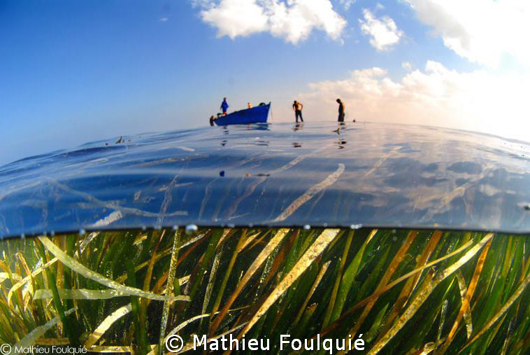 posidonia seagrass meadows_Libya by Mathieu Foulquié 
