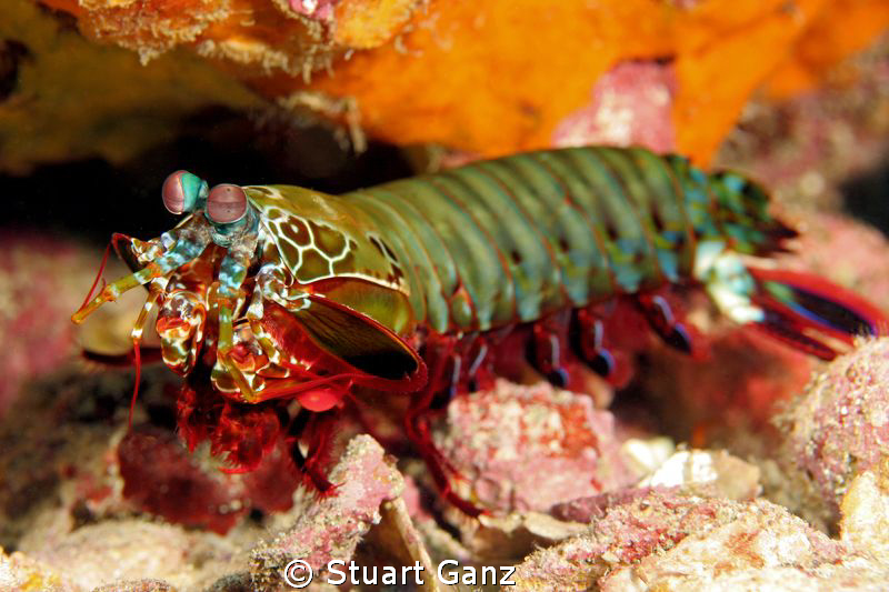 Mantis Shrimp by Stuart Ganz 