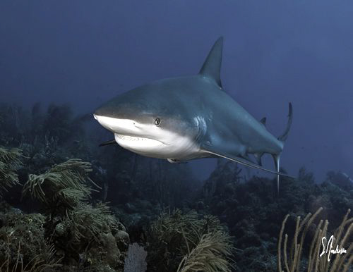 This Reef Shark was one of the larger encountered while d... by Steven Anderson 
