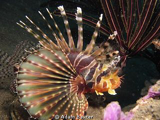 Lion fish, found on a rainy day in Amed. by Adam Baxter 