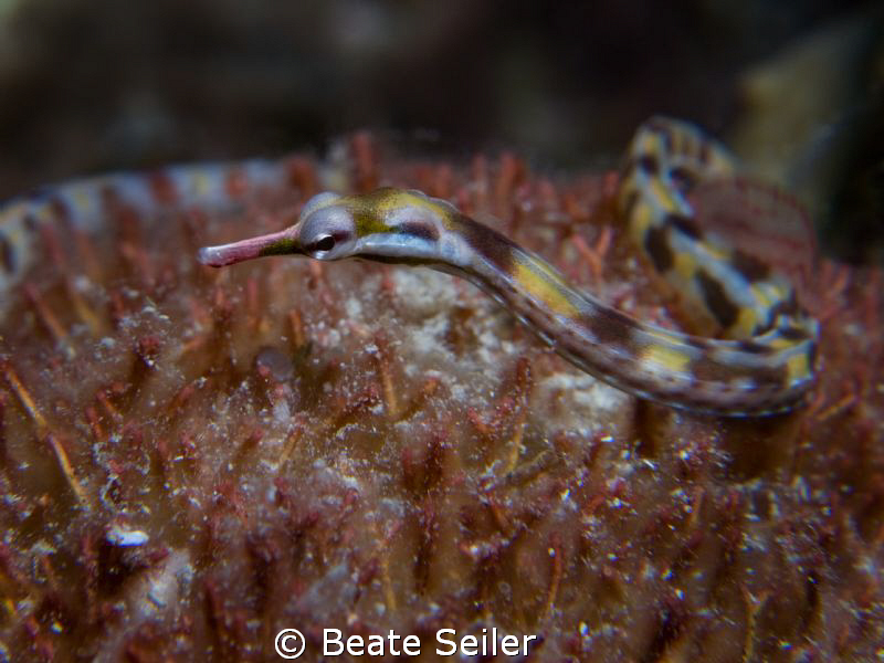 Pipefish , taken with Canon G10 and UCL165 by Beate Seiler 