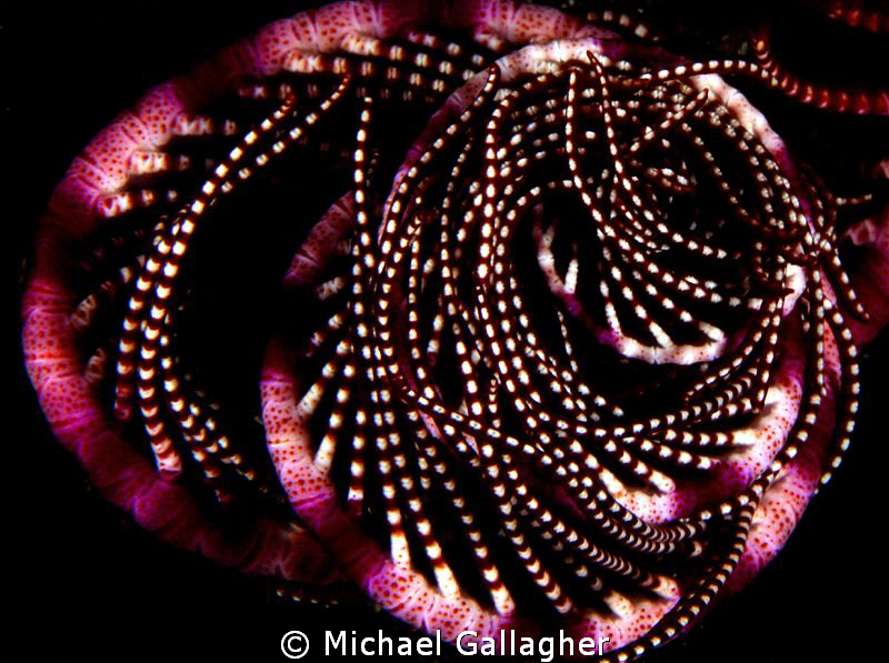 Purple crinoid, curled up at night, Milne Bay, PNG by Michael Gallagher 