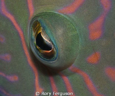 Linedcheeked Wrasse came to check out it's reflection by Rory Ferguson 