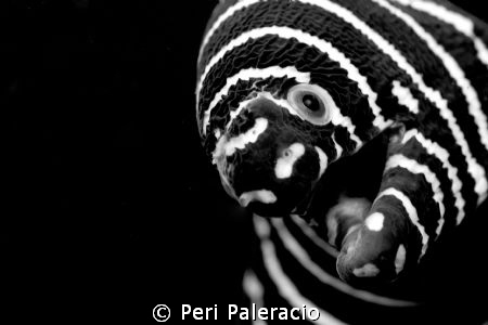 Play with me/a Zebra eel on one of the divesites in Anila... by Peri Paleracio 