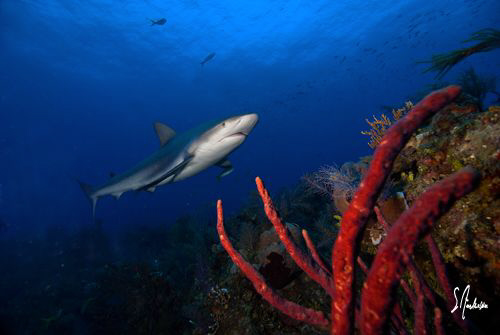 I love Reef Sharks as they always make great models and t... by Steven Anderson 