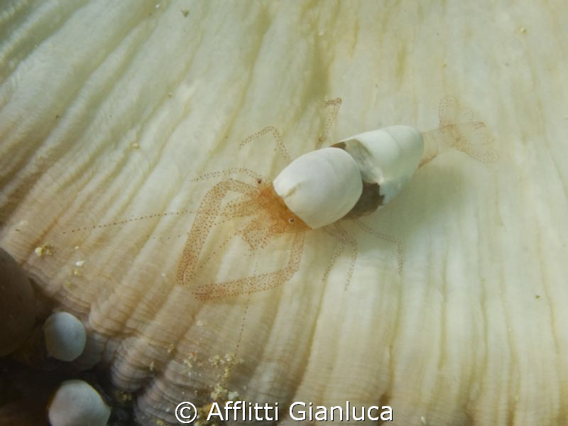 shrimp by Afflitti Gianluca 