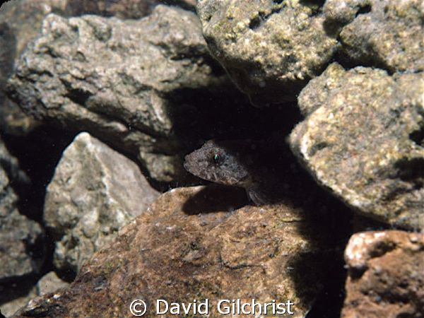 Peek a boo- Sculpin sp. Off Northpoint, Tobermory, Ontario by David Gilchrist 