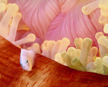 Pink Anemonefish, Fiji (Nikon F4, 105mm Macro, Aquatica h... by Andrew Dawson 
