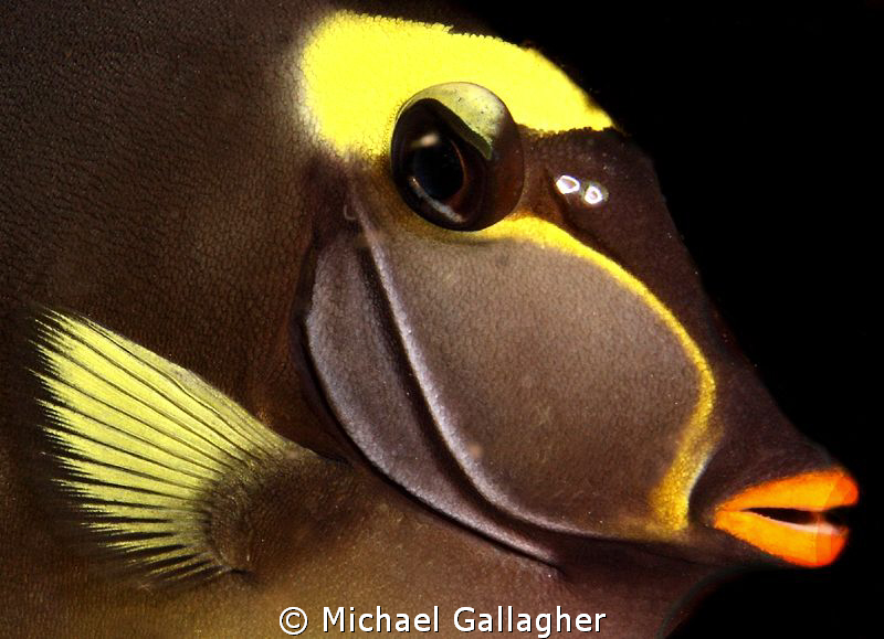Unicornfish close-up portrait, Komodo, Indonesia by Michael Gallagher 