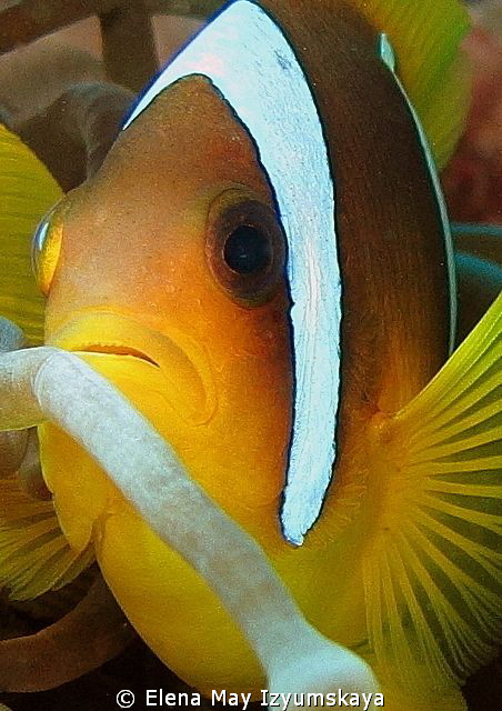 Red Sea anemonfish (Amphiprion bicinctus) by Elena May Izyumskaya 
