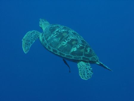 Turtle at Manado, Indonesia. Swam like hell to catch up w... by Dennis Siau 