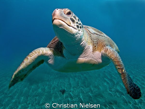 Healthy green turtle above the volcanic sand, El Puertito... by Christian Nielsen 