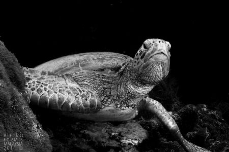 Turtle B-N Sipadan by Pietro Formis 