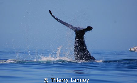 Humpback whale in Cabo Pulmo National Park, Baja Sur, Mexico by Thierry Lannoy 