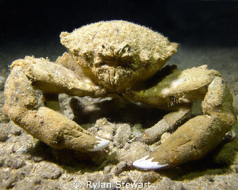 A very unfriendly looking sponge crabe caught beside the ... by Rylan Stewart 