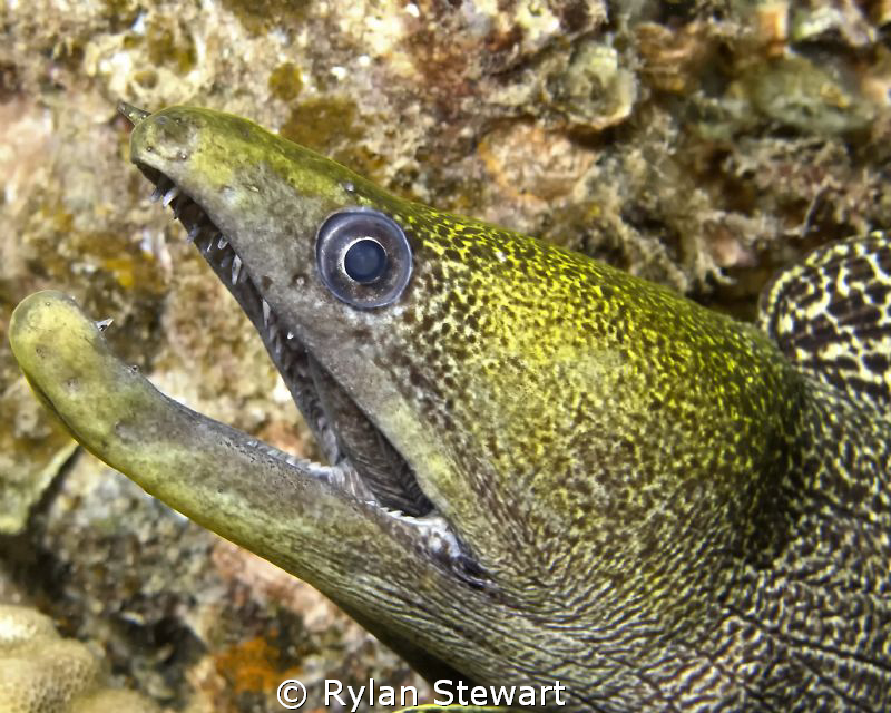 A yellow faced moray isn't giving me a very warm welcome by Rylan Stewart 